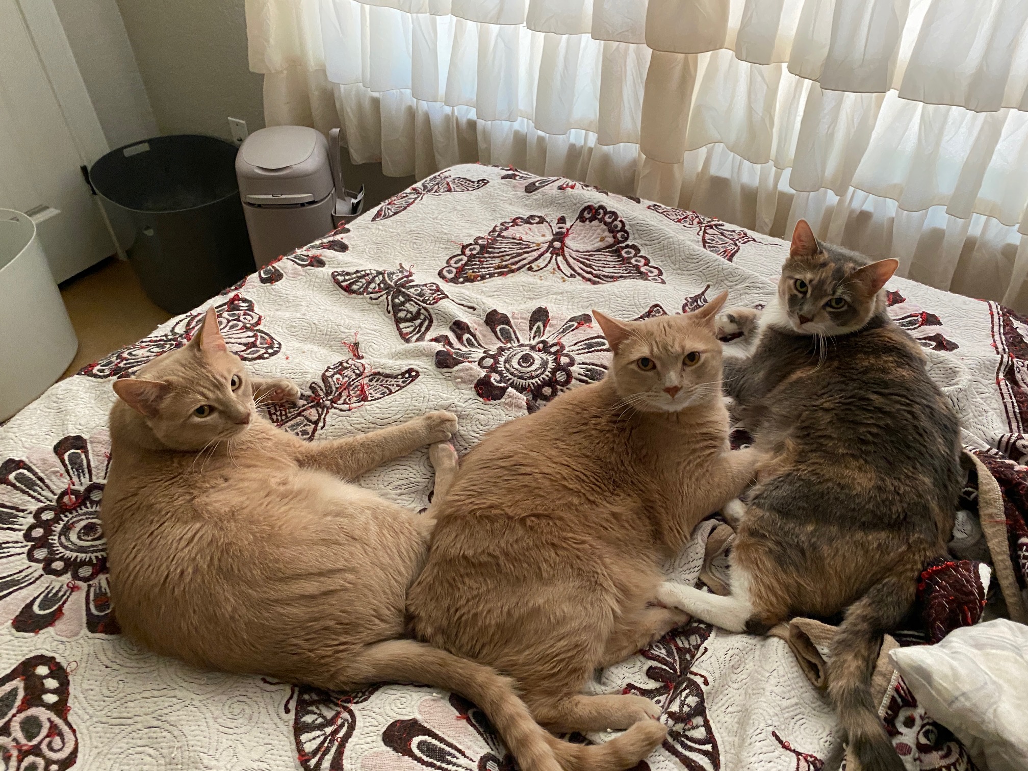 Cats on bed