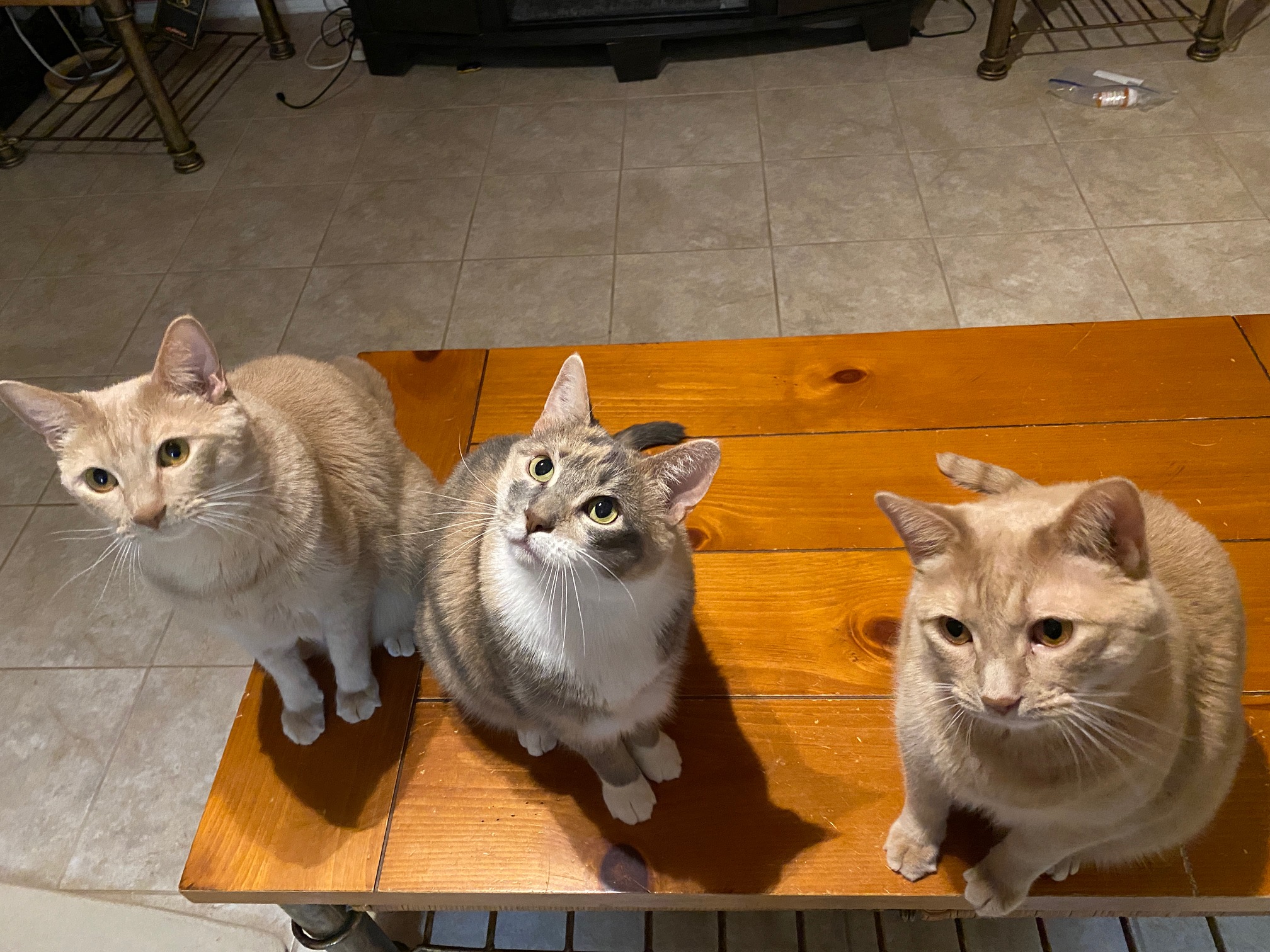 3 cats on table