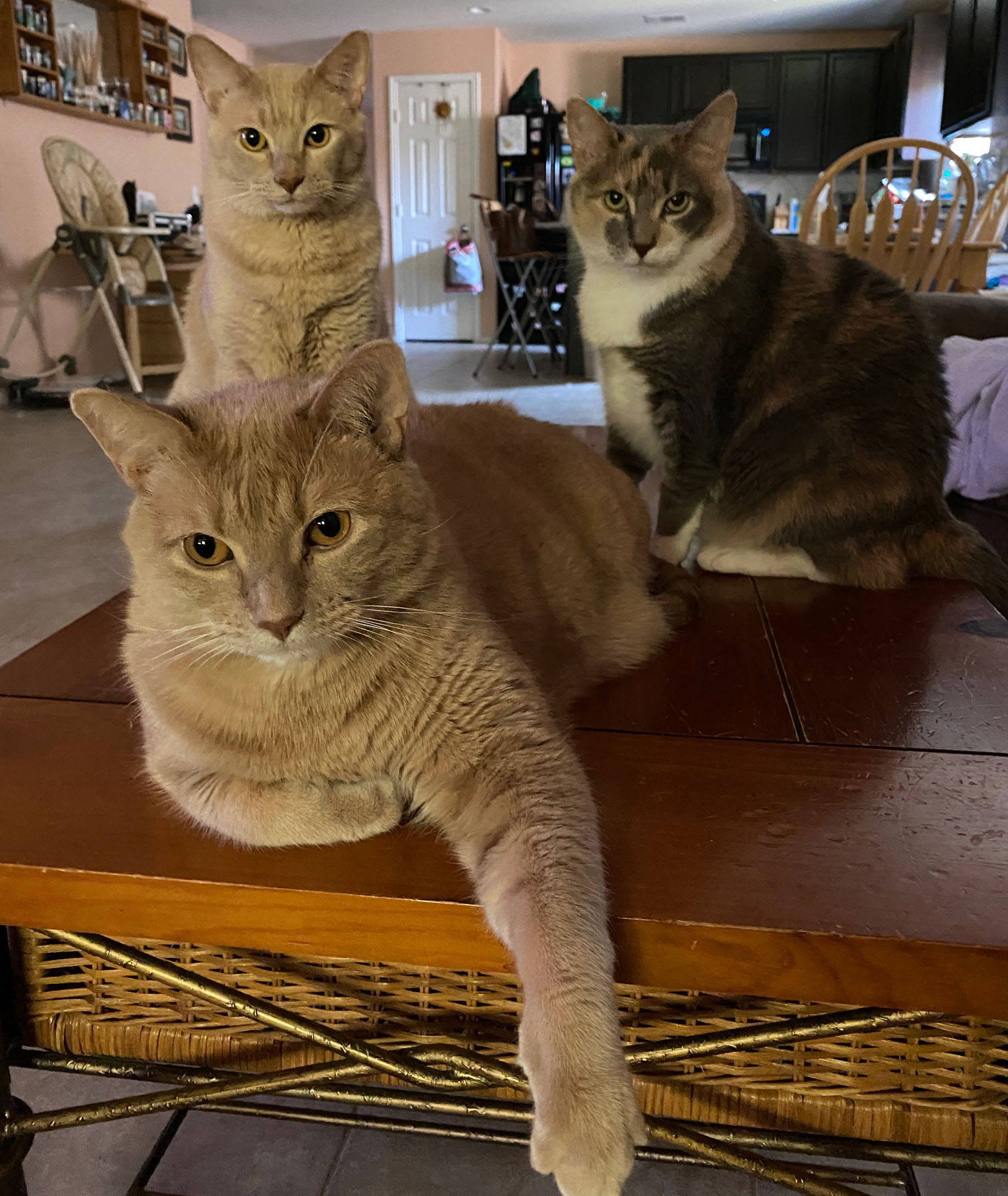 3 cats on table