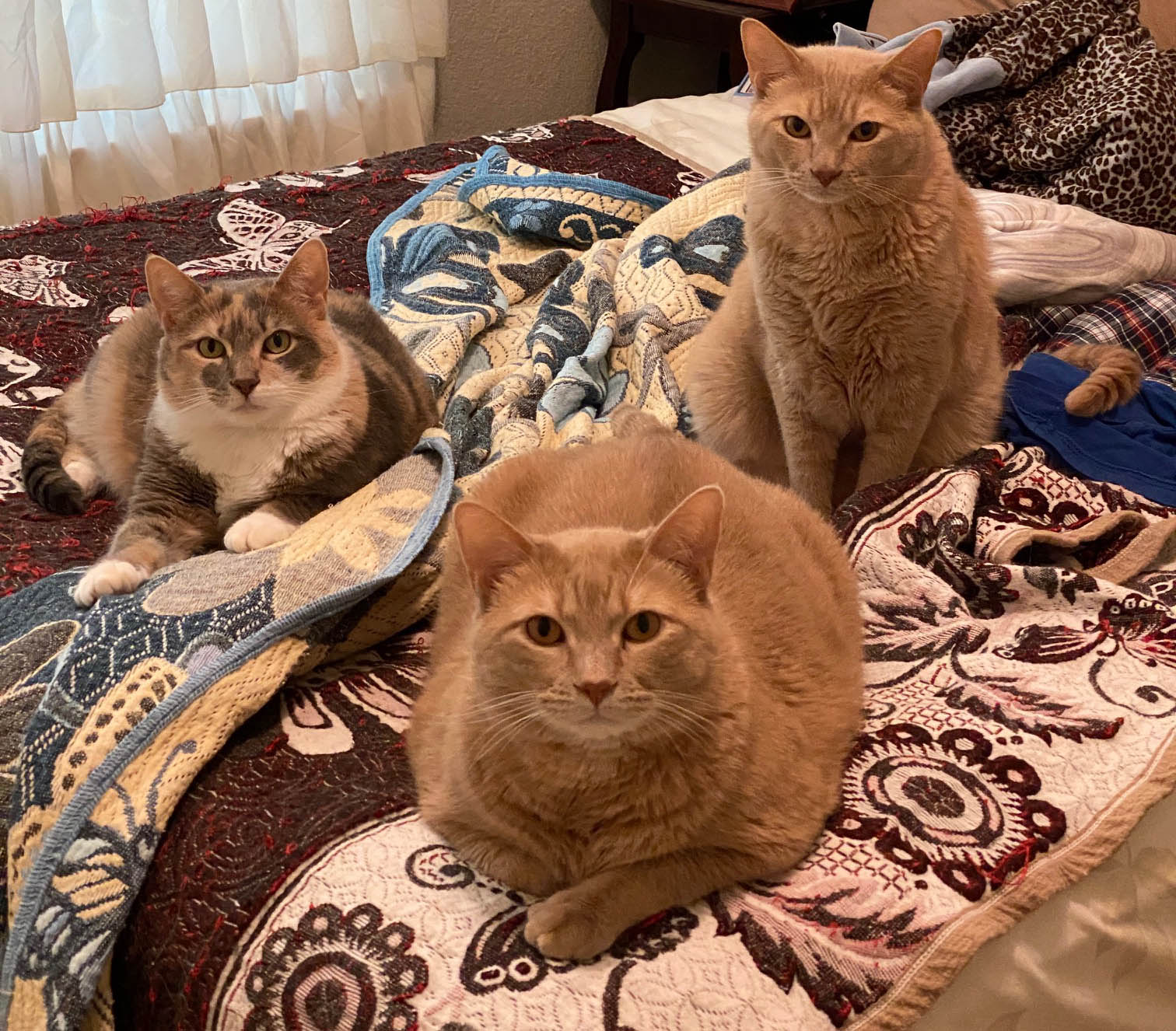 Cats on bed