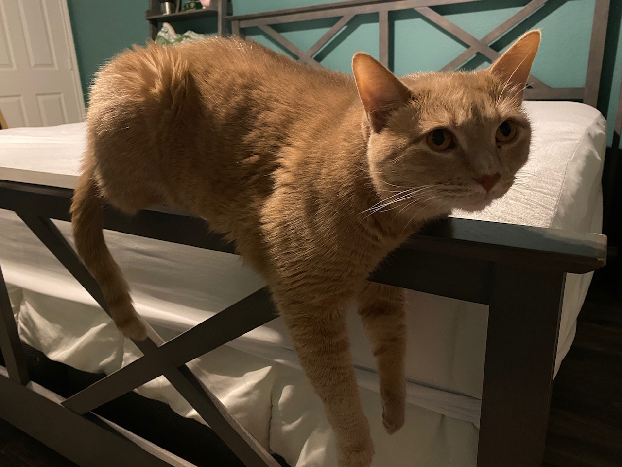 Dom hanging out on bed