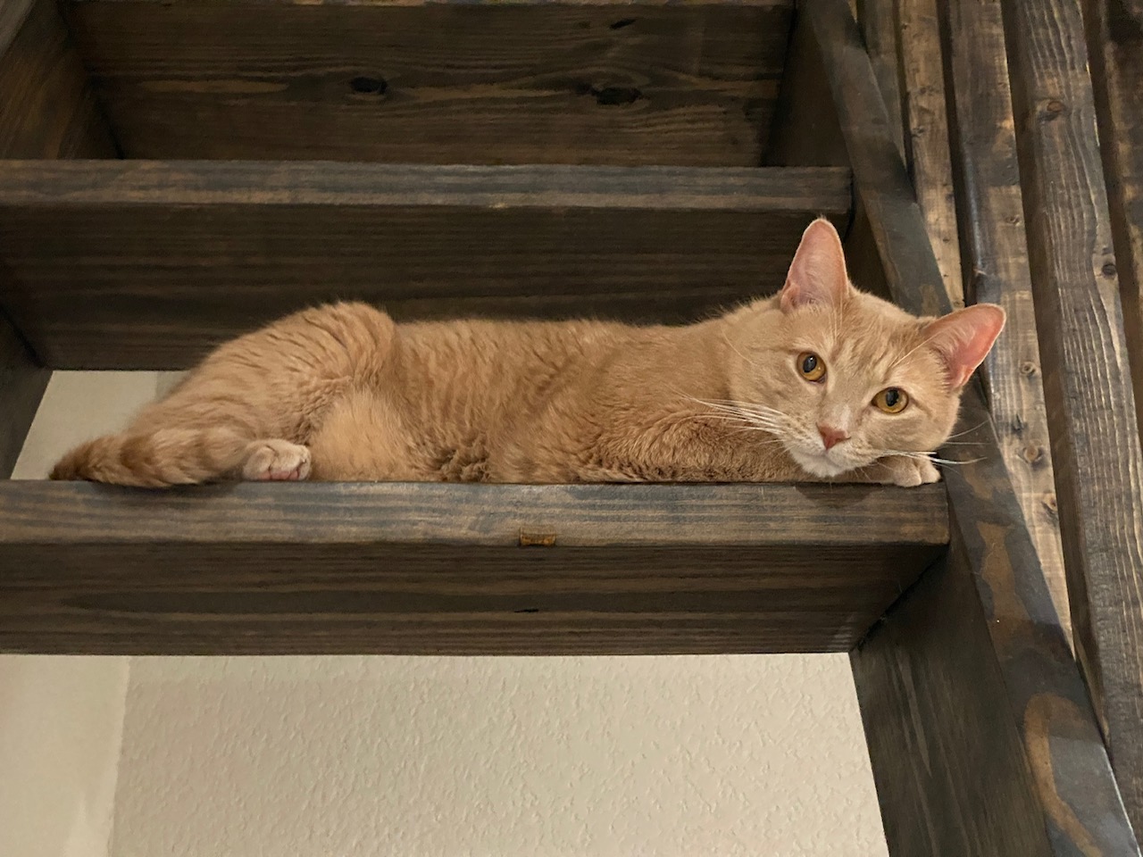 Cat on stairs