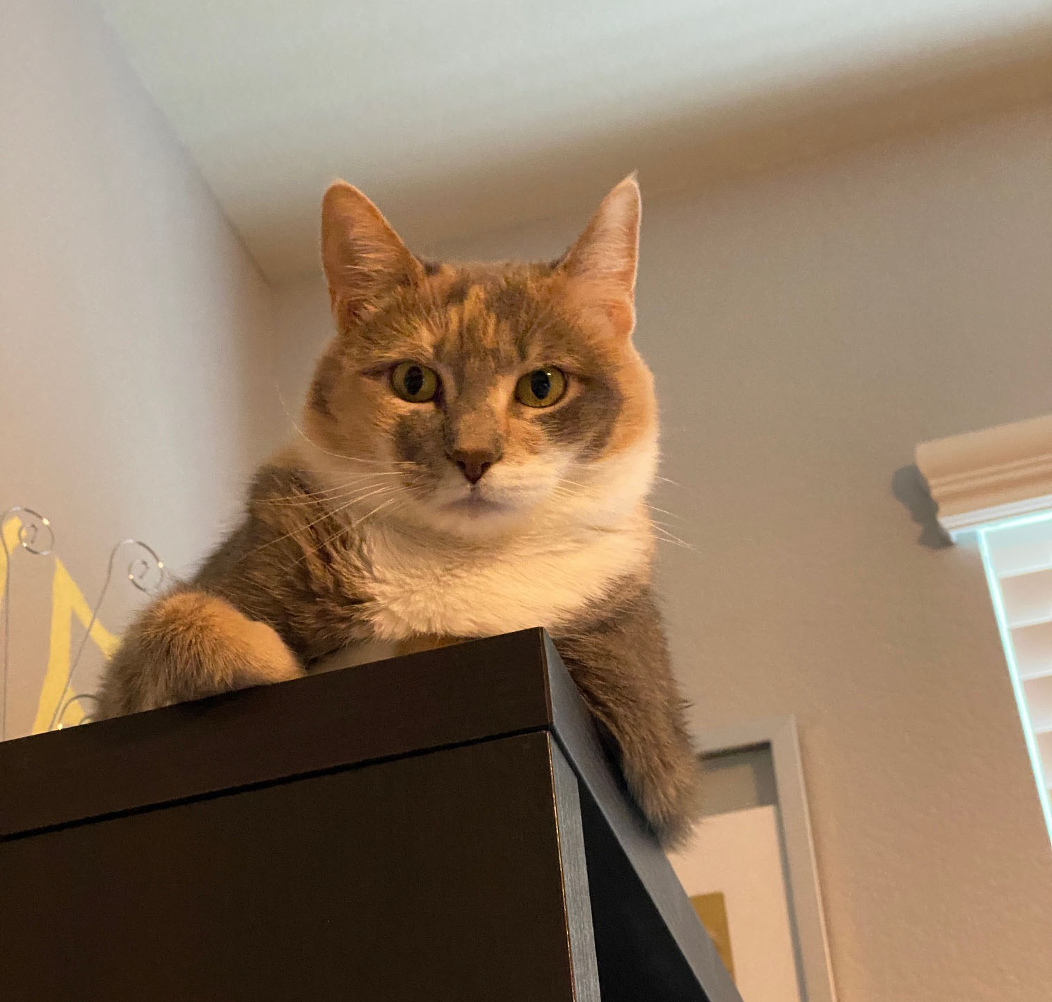 Cat on shelf