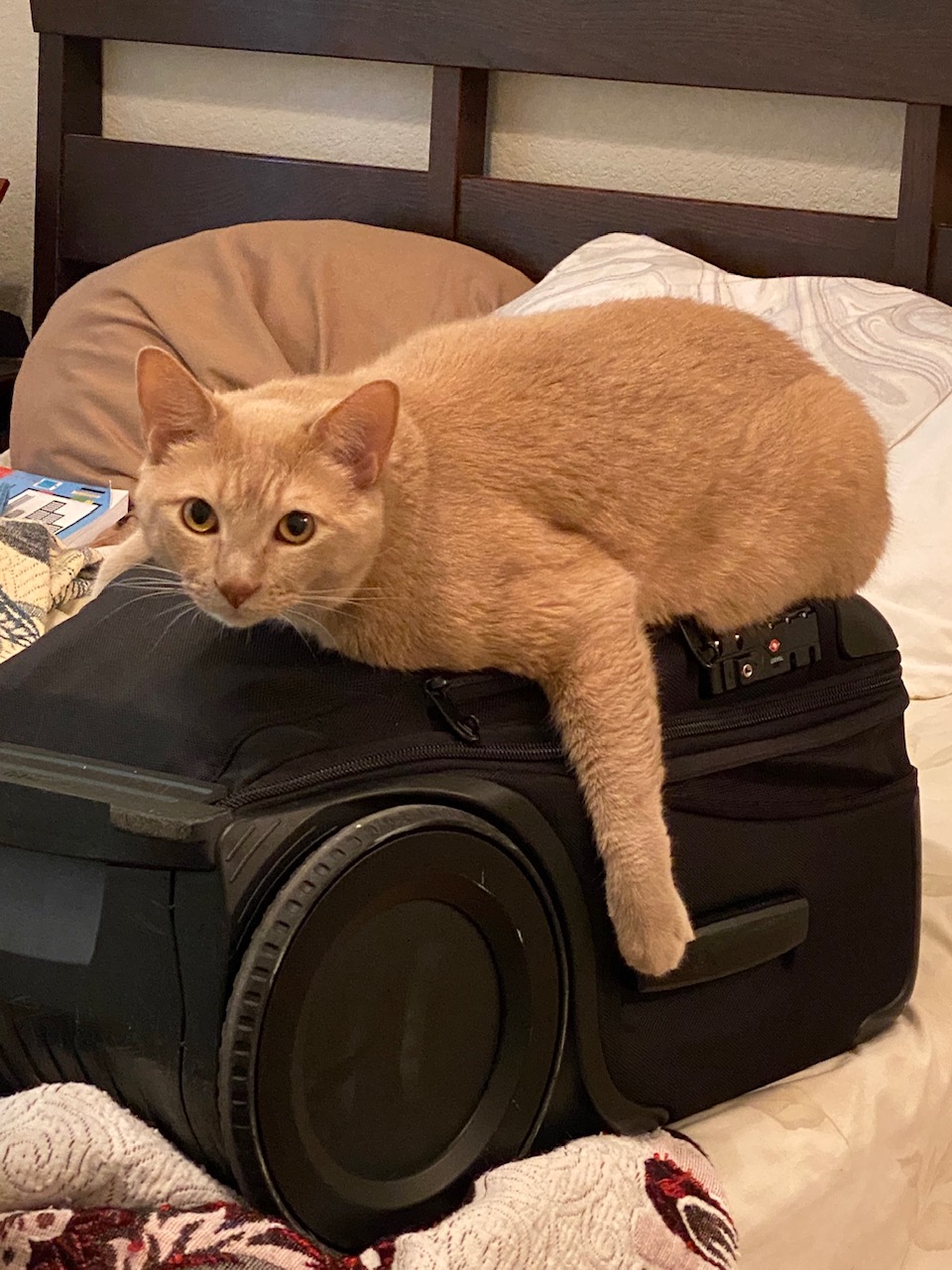 Nico on Suitcase