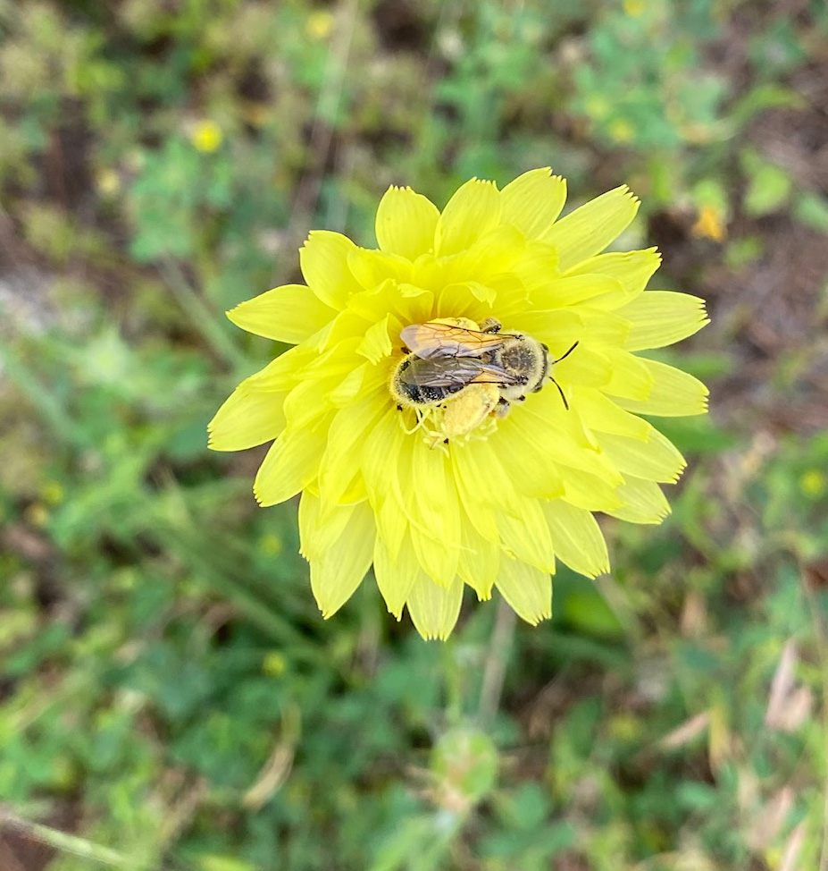 bee on flower