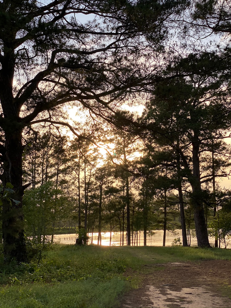 lake through the trees